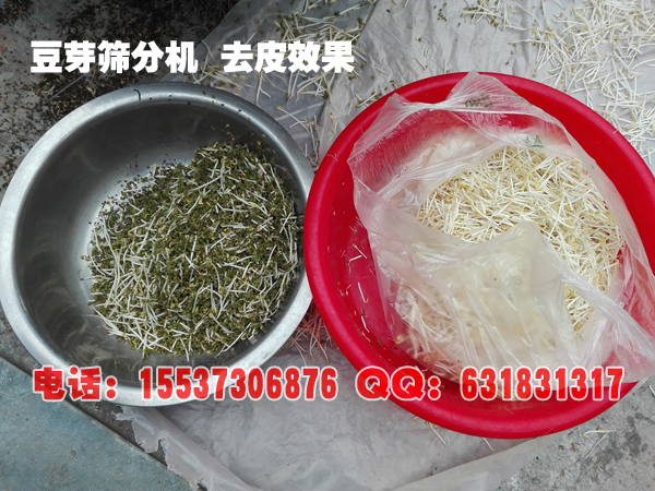 豆芽筛分机去皮效果